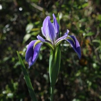 Iris hexagona00003