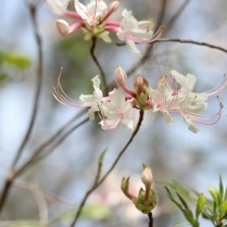 Rhododendroncanescens00003