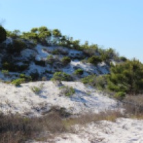 Beach dune00001