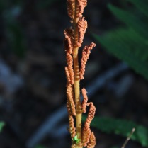 cinnamon fern00002